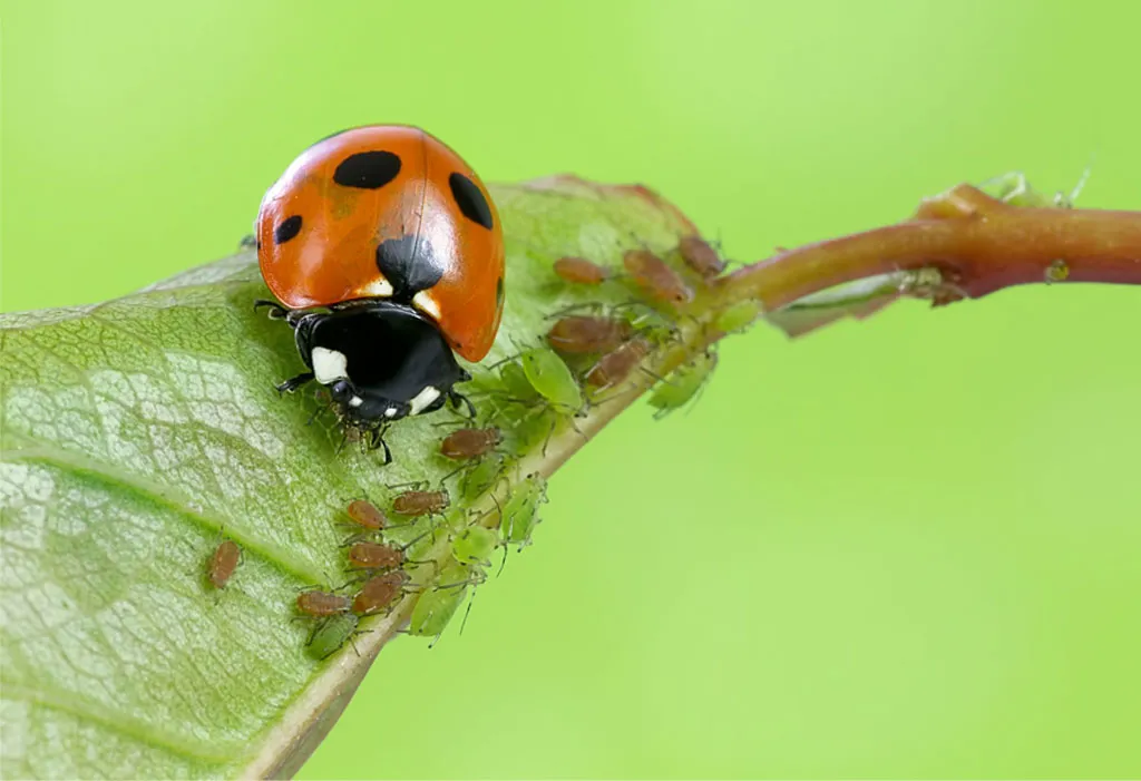 Beneficial-garden-insects-for-cannabis