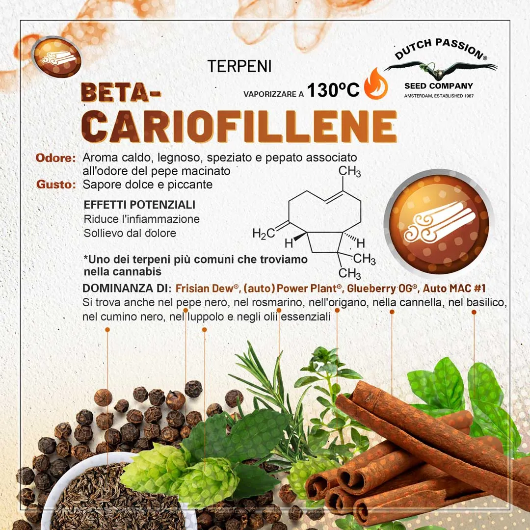 Il terpene beta-cariofillene (Odore, Gusto, Vaporizzazione)