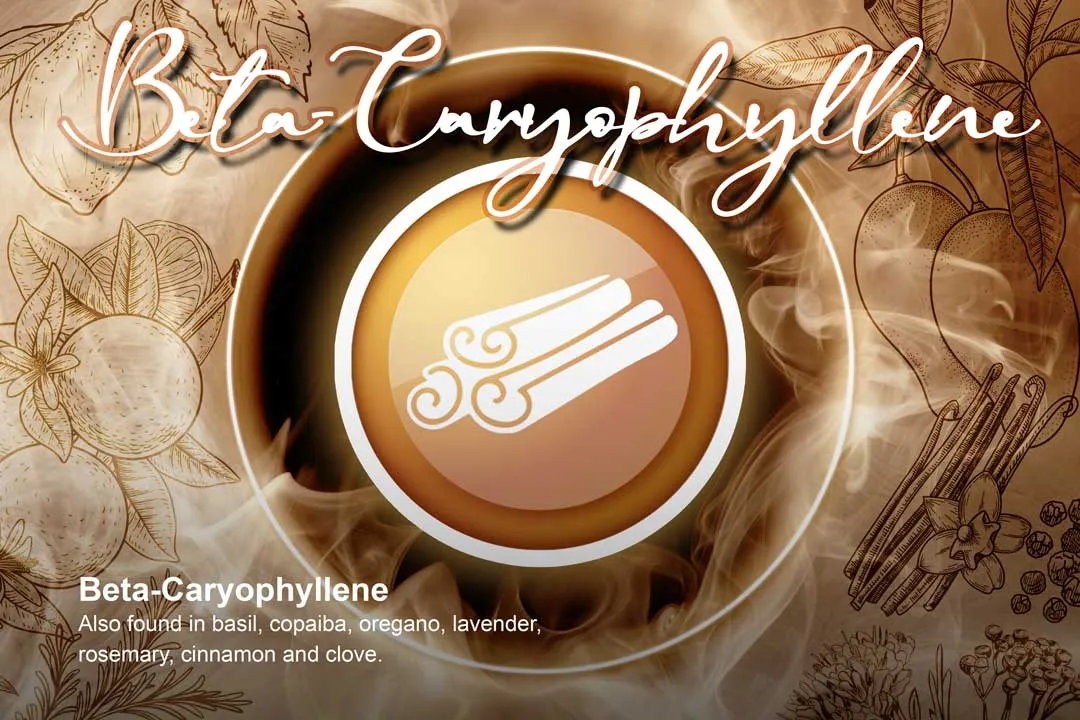 Beta-Caryophyllene-terpene-dutch-passion-usa-terpene-blog