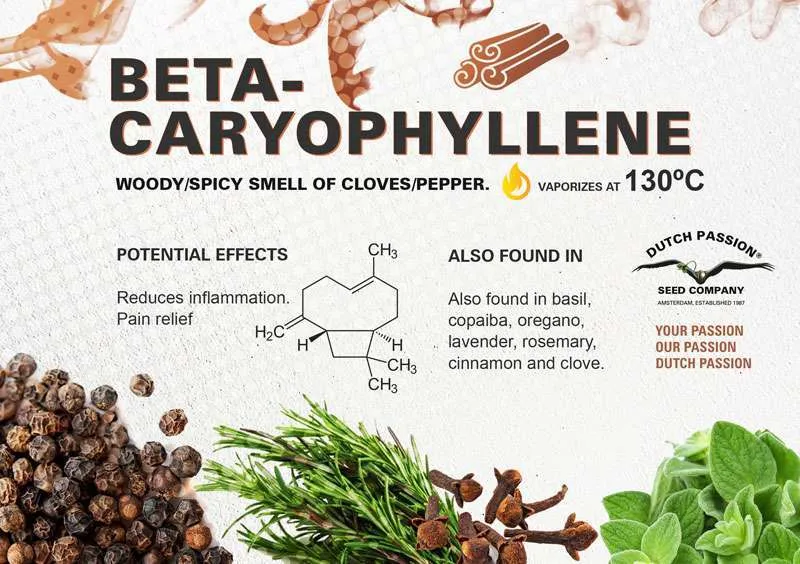 Beta-caryophyllene terpene profile