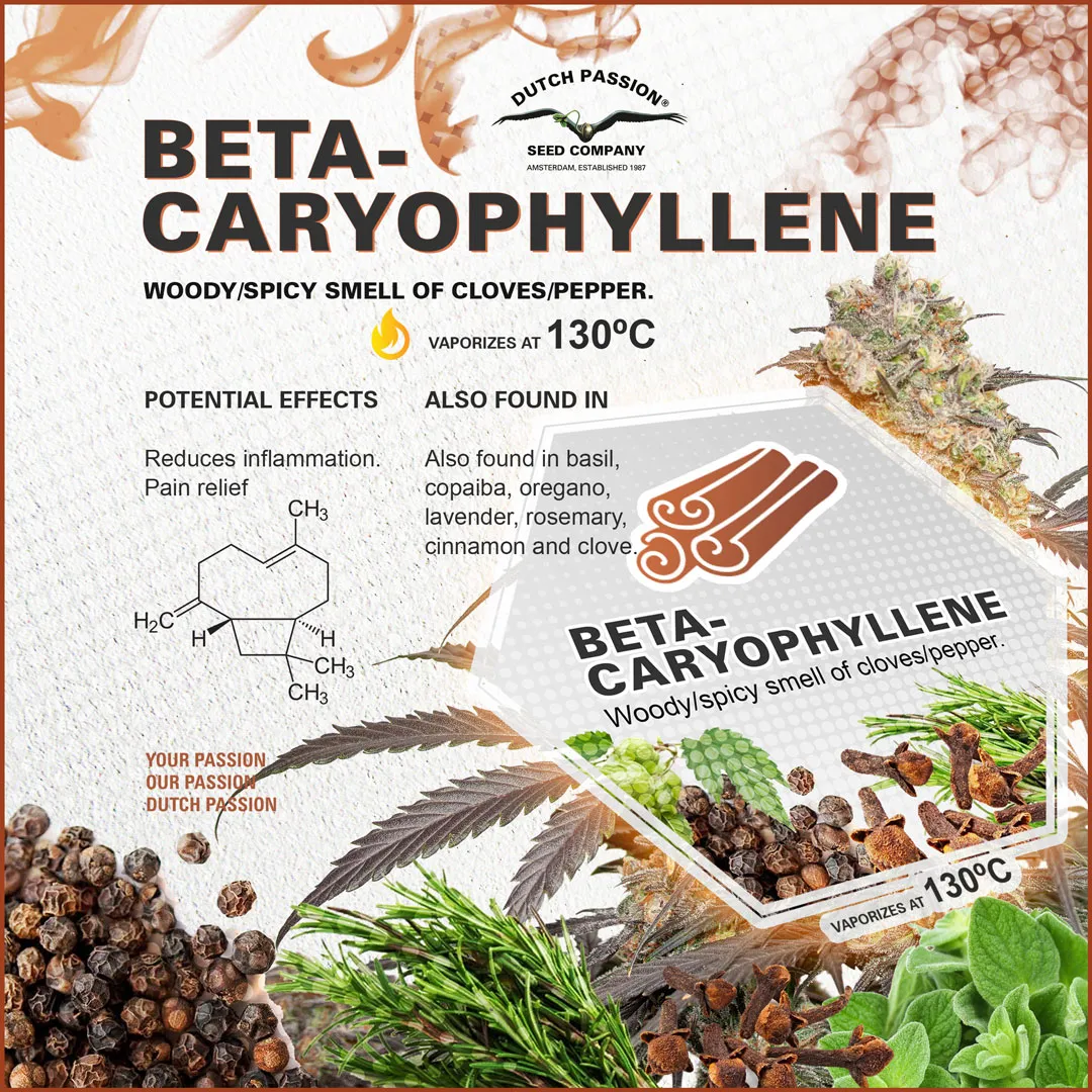 Beta-caryophyllene
