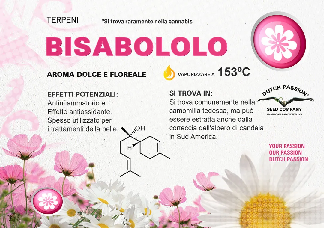 Il terpene bisabololo (Odore, Gusto, Vaporizzazione)