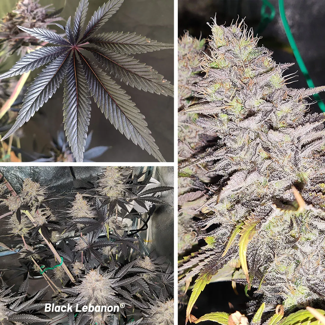Black-Lebanon-super-sativa
