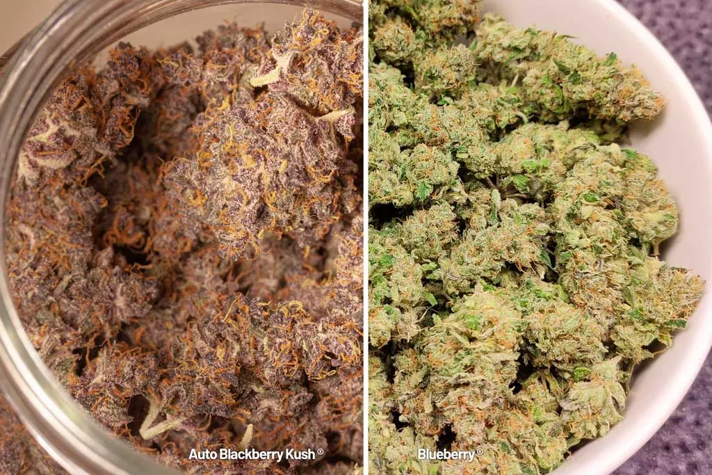 Auto Blackberry Kush vs Blueberry buds