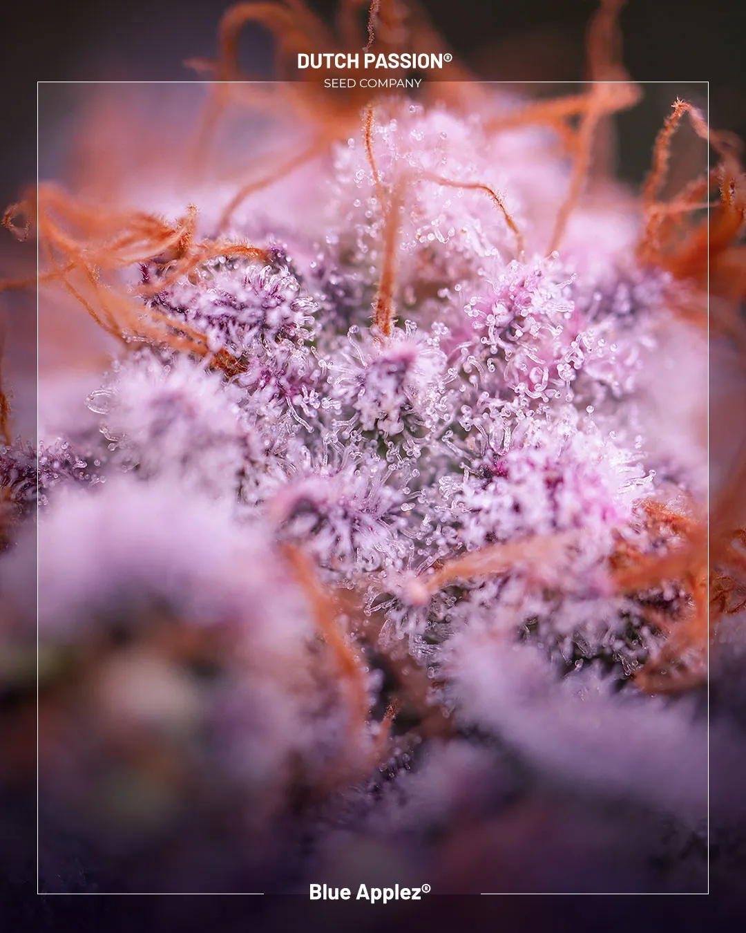 Blue Applez cannabis seeds