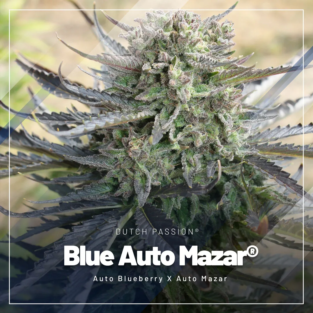 Blue-Auto-Mazar-the-classic-autoflower-cross