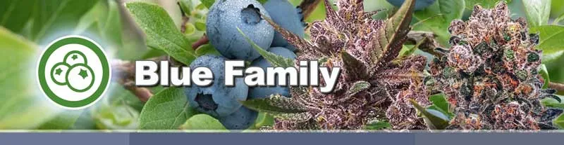 Dutch Passion Blue Family cannabis seeds