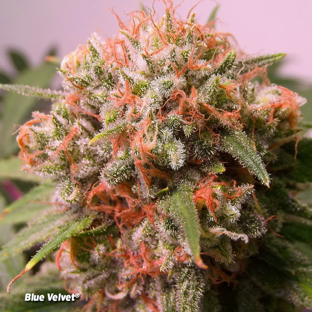 Blue-Velvet-forgotten-cannabis-strains