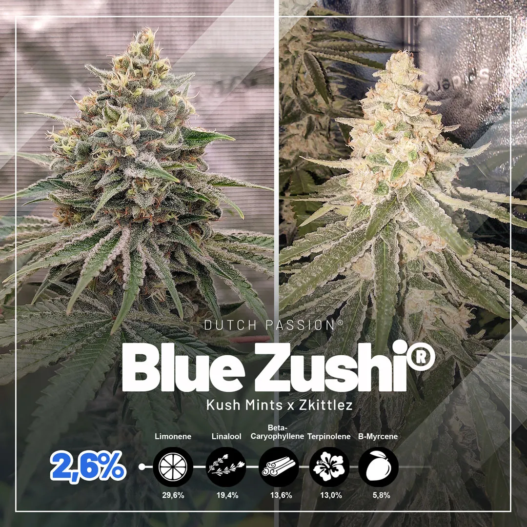 Blue Zushi terpene rich cannabis variety