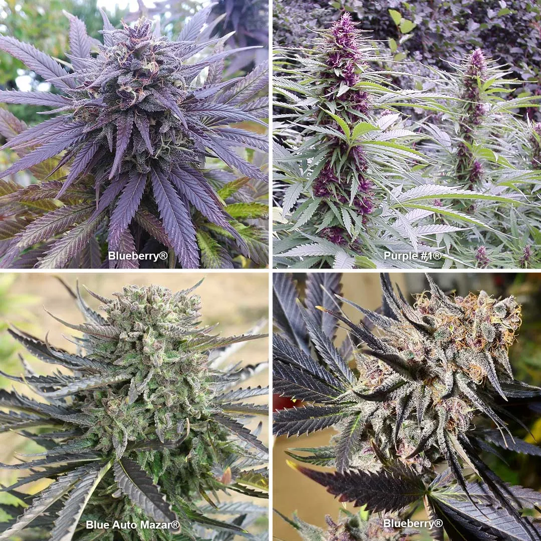 Purple and blue cannabis strains