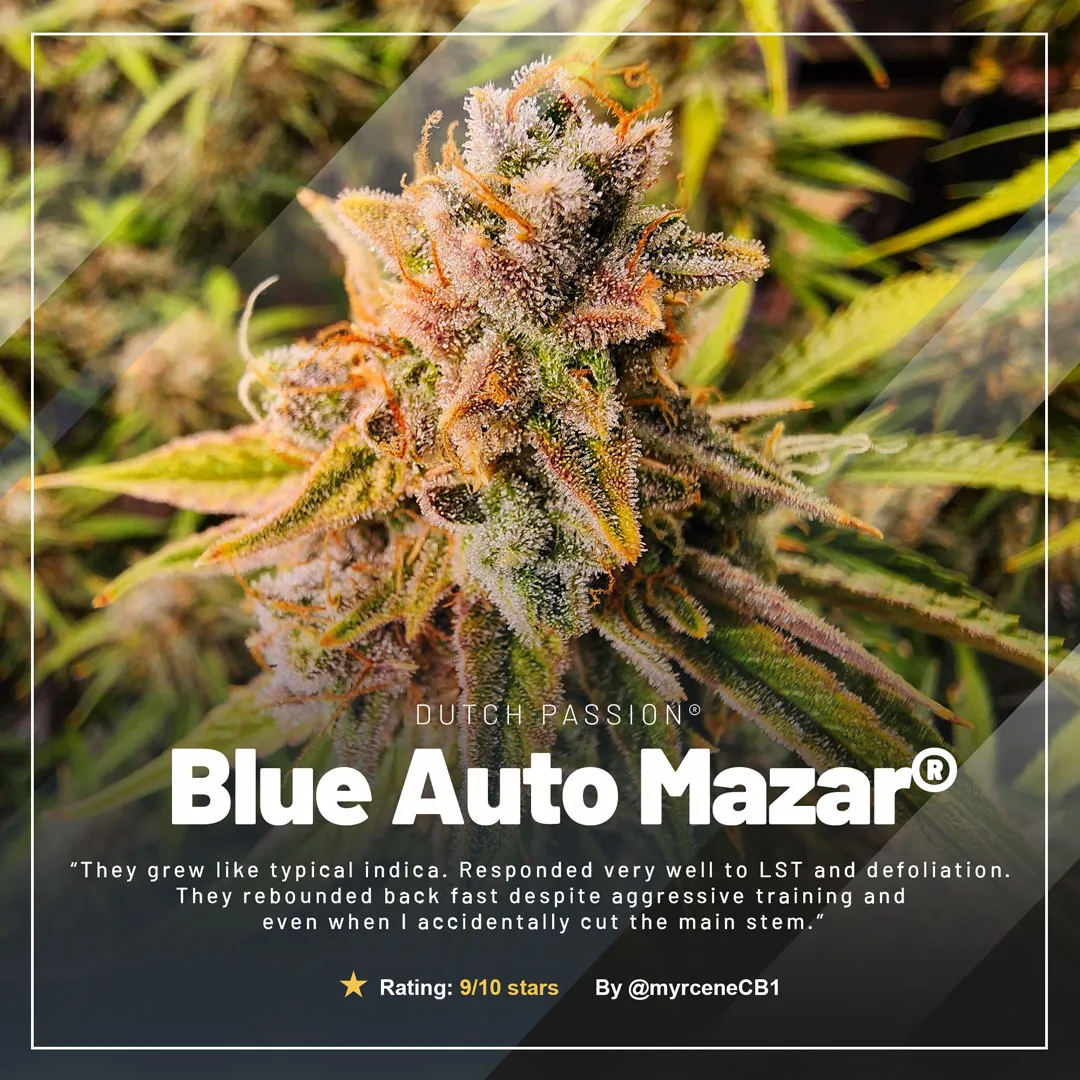 Blue-auto-mazar-autoflower-by-dutch-passion-seed-company
