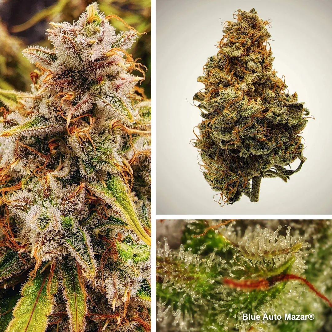 Blue-auto-mazar-autoflower-by-dutch-passion-seed-company-frosty-buds