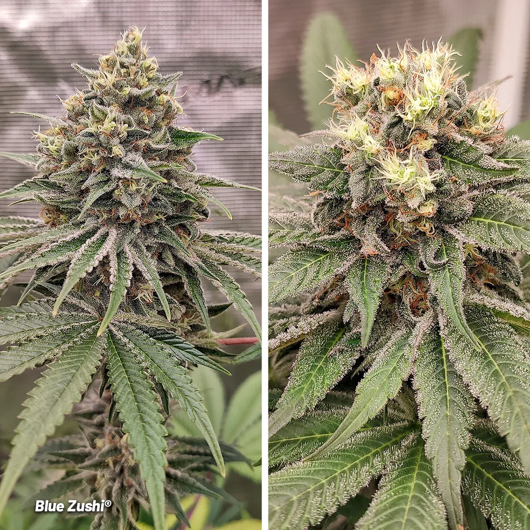 Blue-zushi-dutch-passion-cannabis-seeds