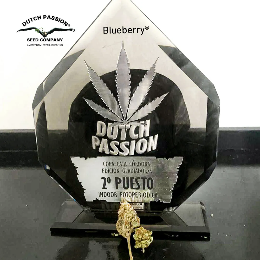 Blueberry: second prize, feminised indoor (Copa Cata 2022)