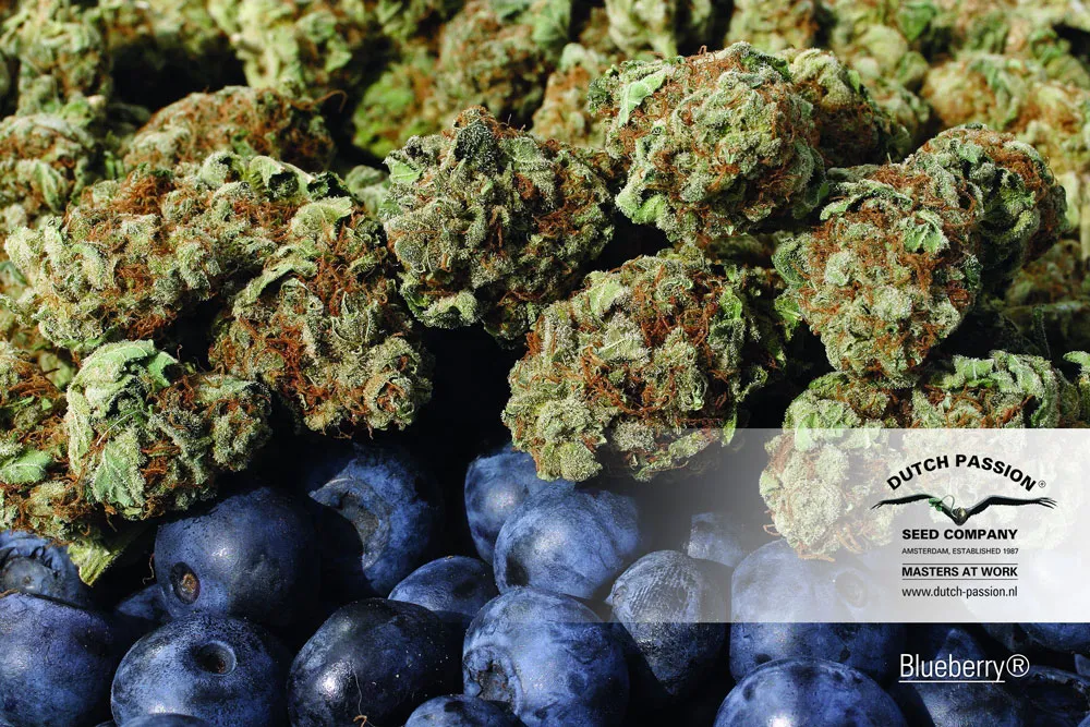 Blueberry and Blueberries