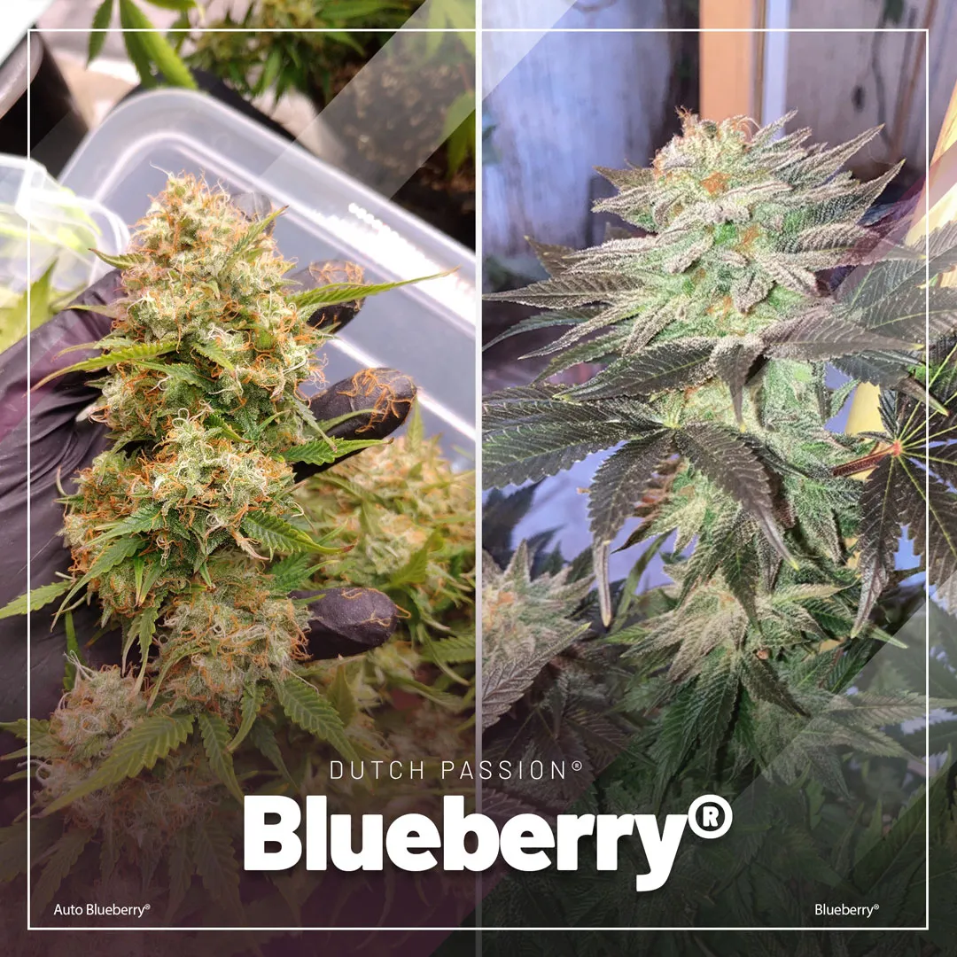 Blueberry-and-auto-blueberry-cannabis-seeds-by-dutch-passion