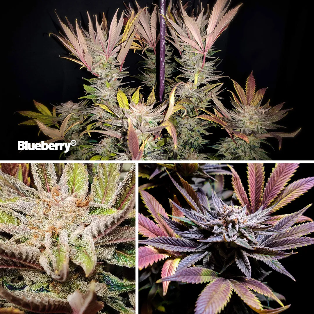 Blueberry-cannabis-by-dutch-passion-classic-strains