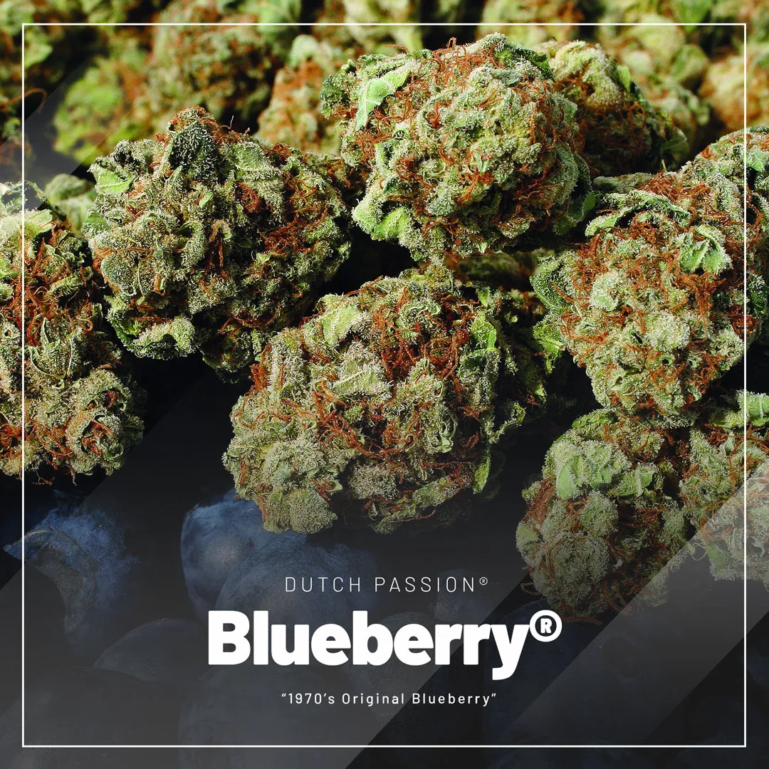 Blueberry-classic-regular-cannabis-seeds