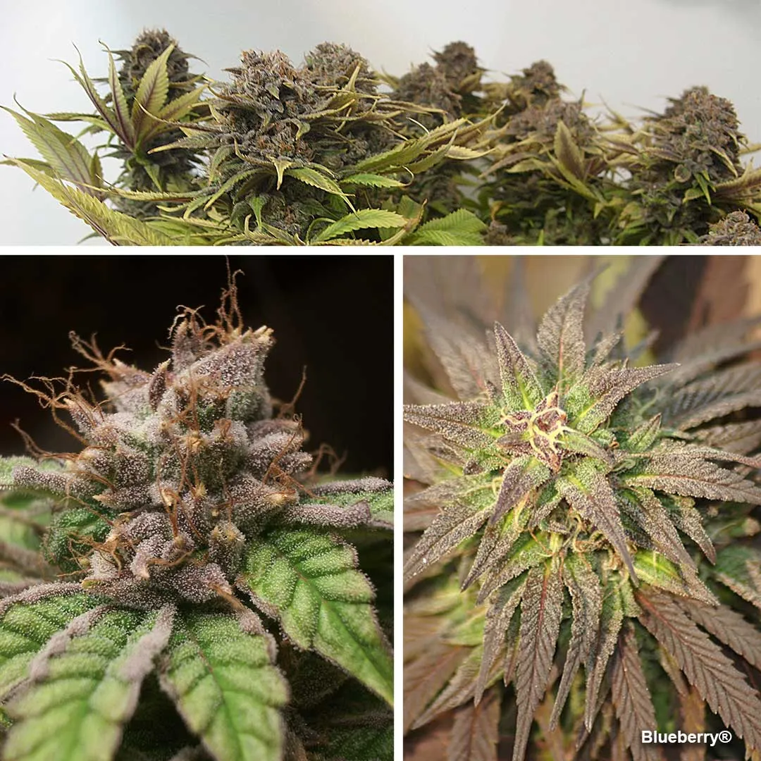 Blueberry by Dutch Passion