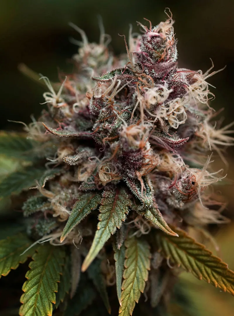 dutch-passion-cannabis-seed-company-top-5-indica-varieties-blueberry