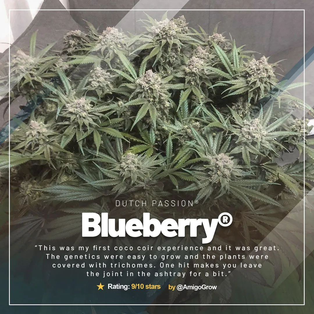 Blueberry-review-from-growdiaries-dutch-passion-01