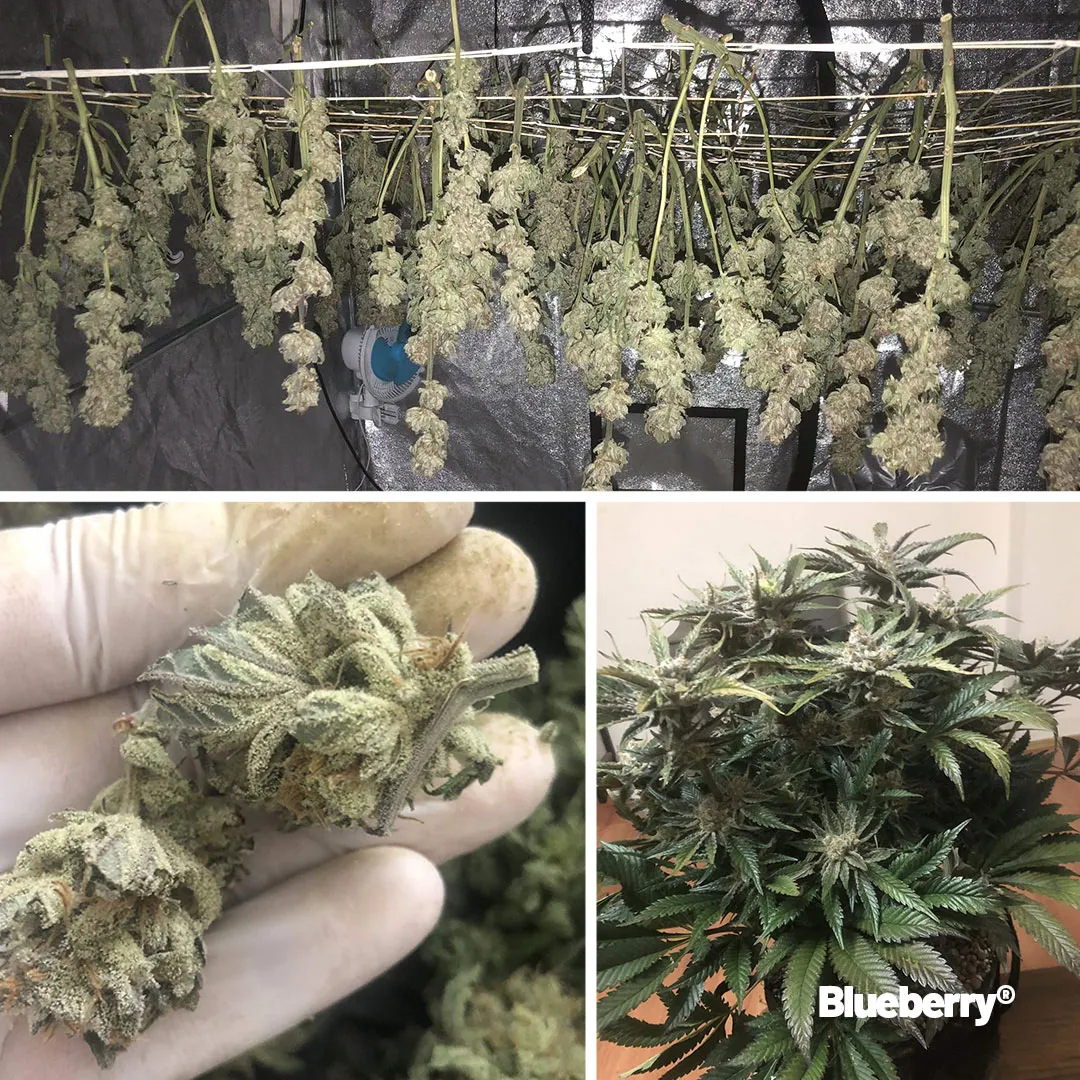 Blueberry-review-from-growdiaries-dutch-passion-02