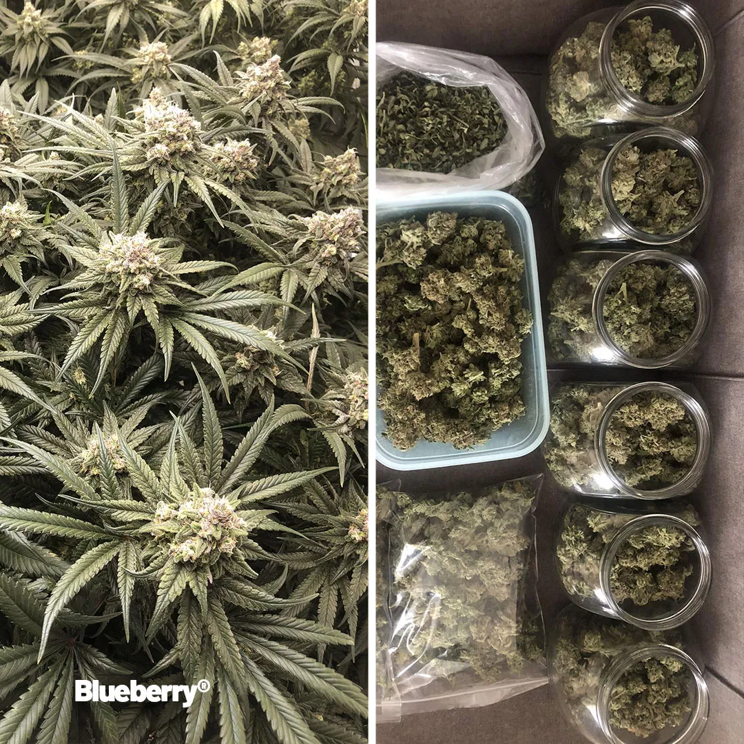 Blueberry-review-from-growdiaries-dutch-passion-03