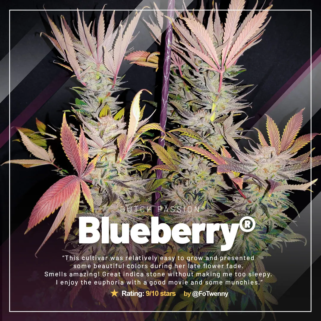 Blueberry-the-classic-old-school-variety-by-dutch-passion