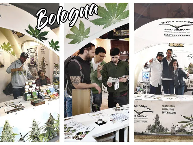 Bolonga expo