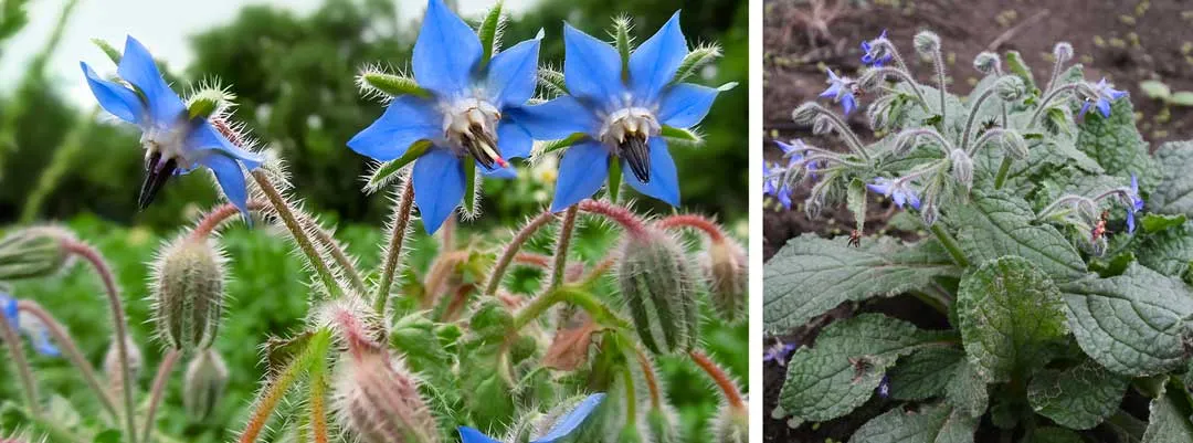 Borage-effective-at-attracting-beneficial-insects