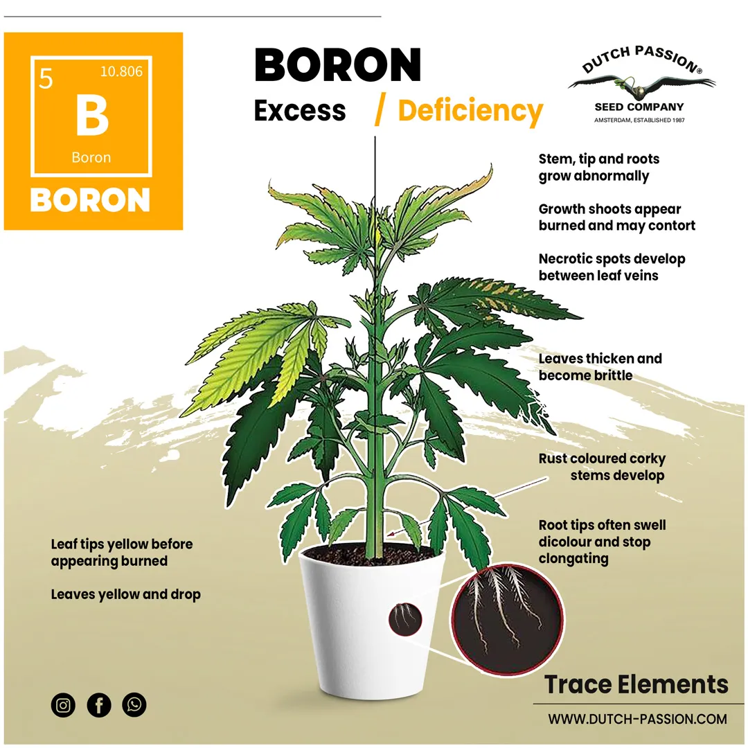 Boron deficiency in a cannabis plant