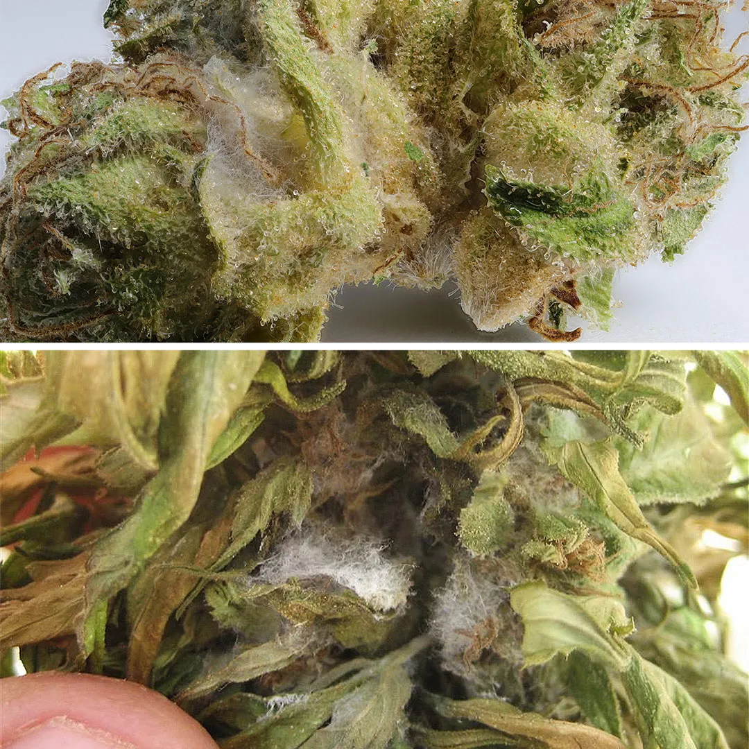 Botrytis-on-cannabis-plants