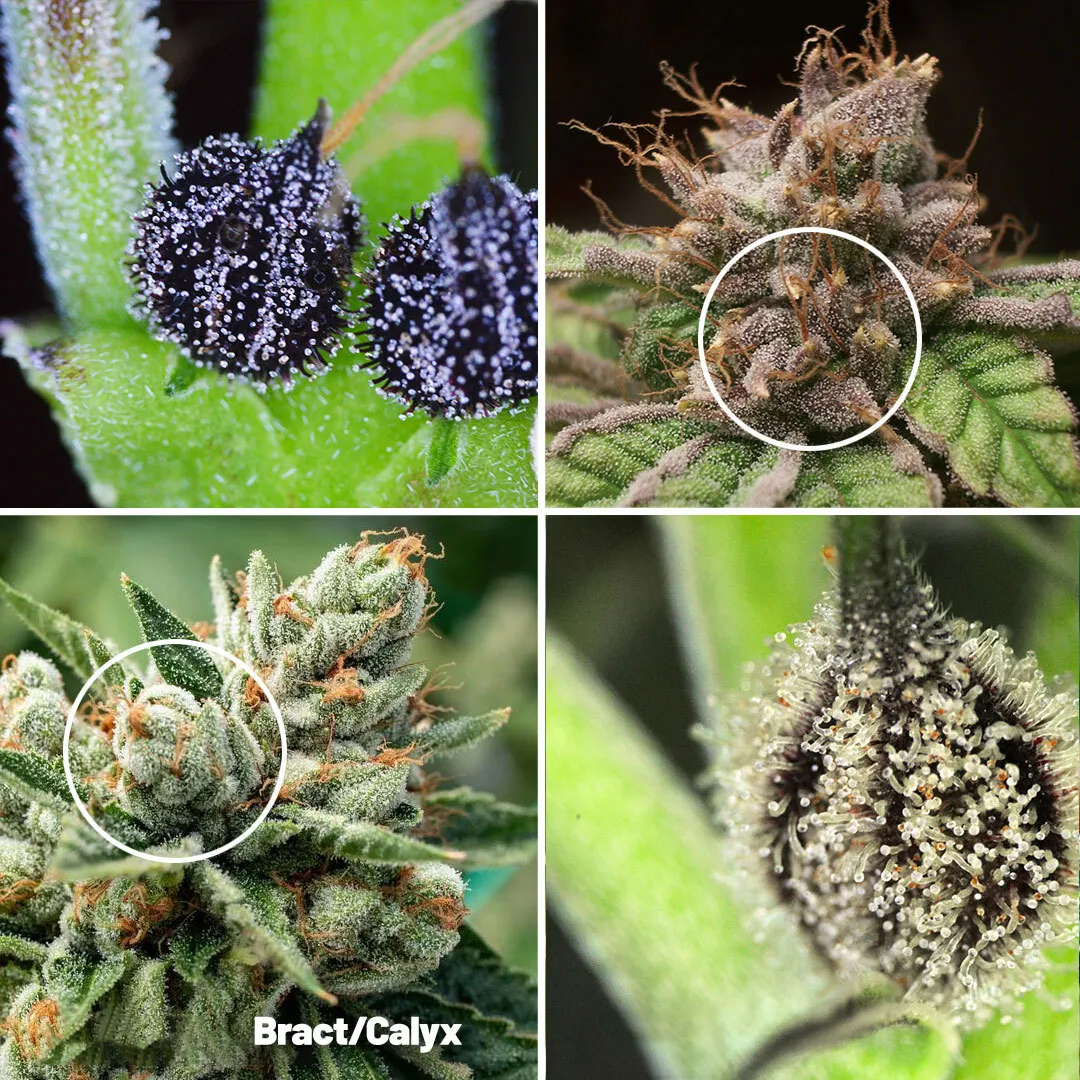 Calyx-(or-bract)-cannabis-parts-explained