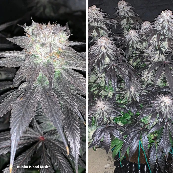 Bubba Island Kush