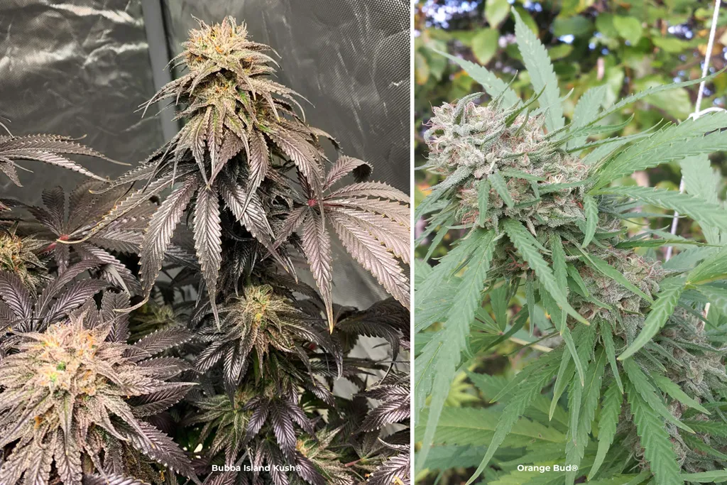 Bubba-Island-Kush-and-Orange-Bud-fast-flowering-cannabis-seeds