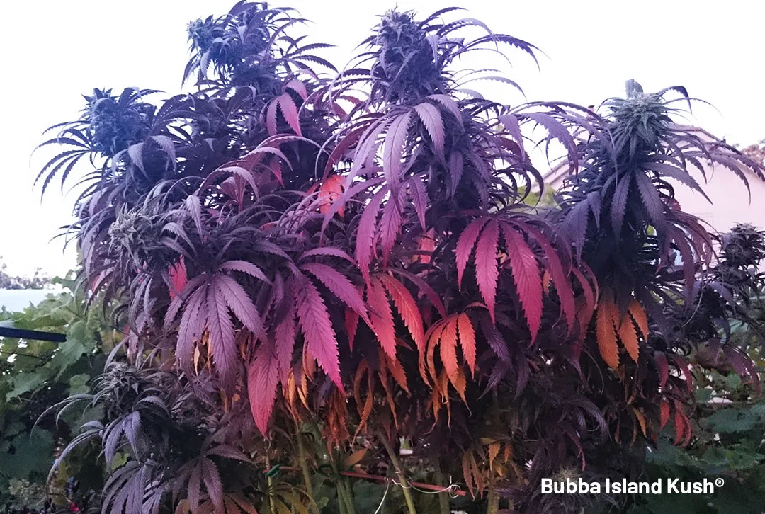 Bubba-Island-Kush-cannabis-seeds-dutch-passion-coloured-outdoor-plant