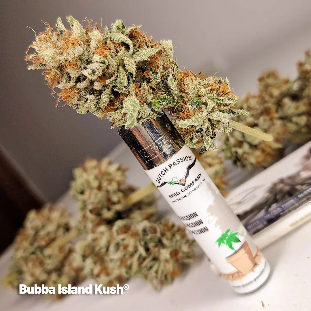 Bubba-Island-Kush-dutch-passion-cannabis-seeds