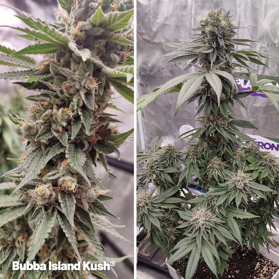 Bubba-Island-Kush-dutch-passion-cannabis-seeds-frosty-weed
