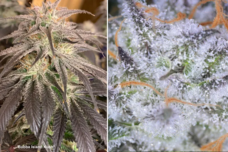 Dutch Passion Bubba Island Kush