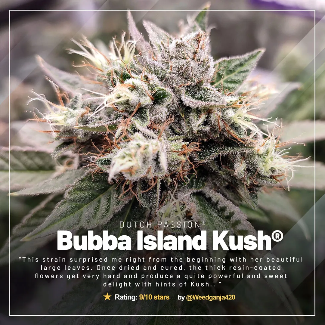 Bubba-Island-Kush-growdiaries-of-the-month