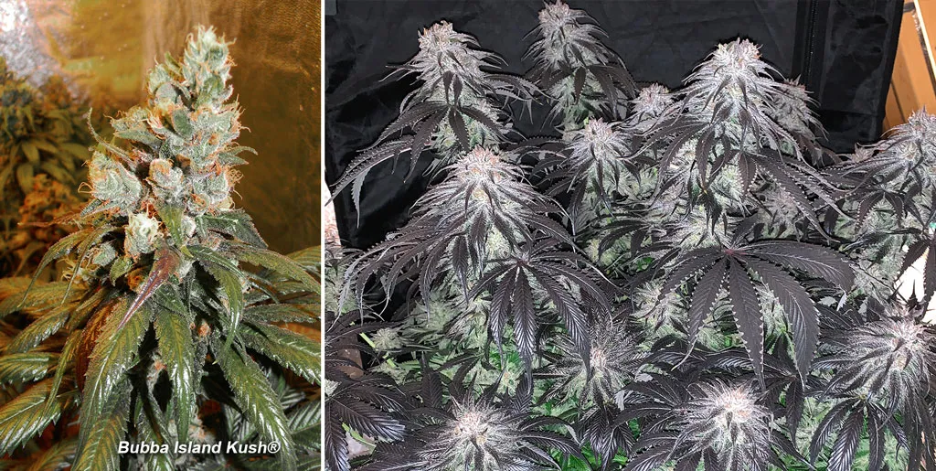 Bubba Island Kush 