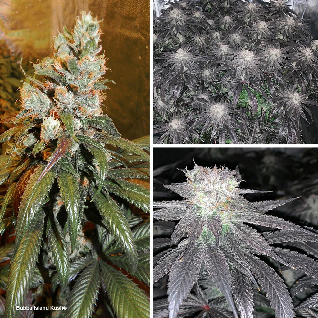 Blogs/Bubba-Island-Kush-sog-cannabis-top-6-dutch-passion-seed-company.jpg
