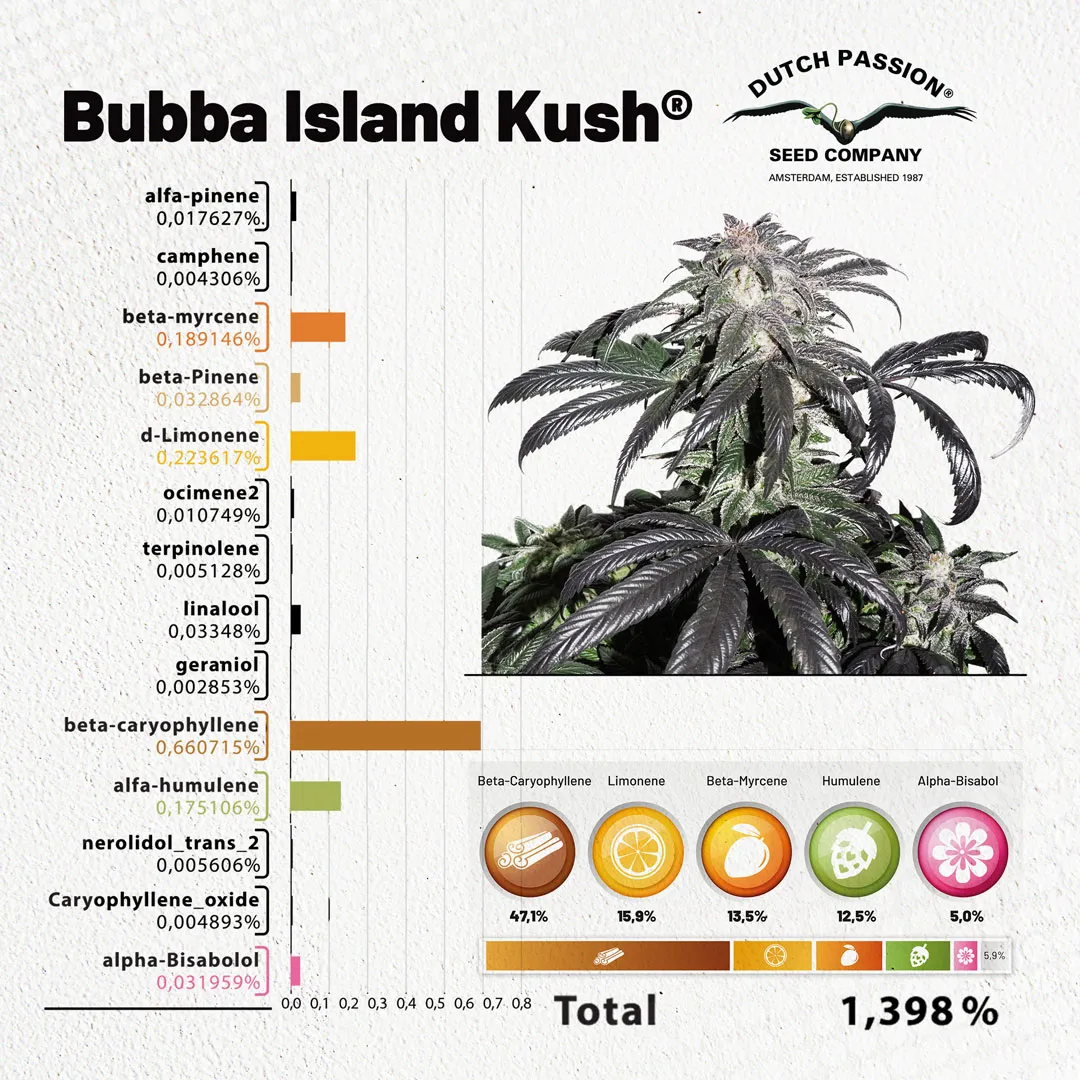 Bubba-Island-Kush-terpenes-over-1-procent