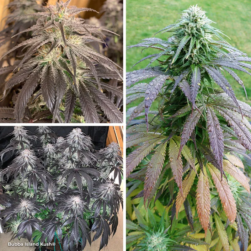 Bubba Island Kush needs just 7 weeks in bloom