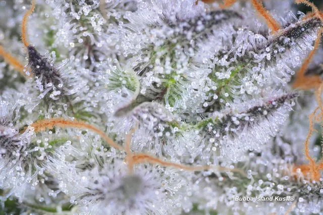 micro-dosing-cannabis-medical-benefits-without-getting-high