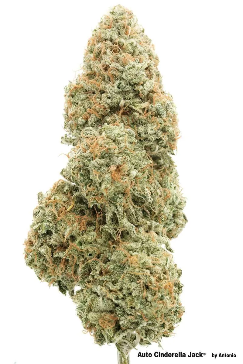 Auto Cinderella Jack bud