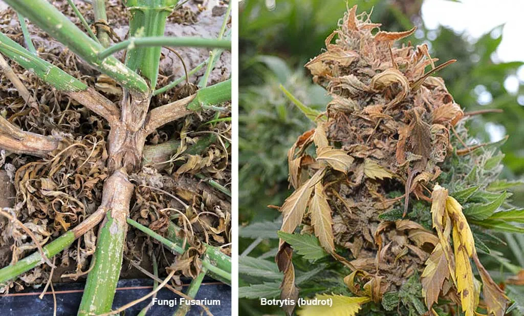 Budrot-and-fungi-Fusarium