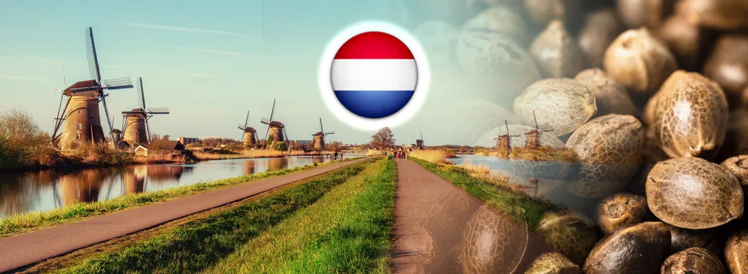 Buying-cannabis-seeds-in-the-Netherlands