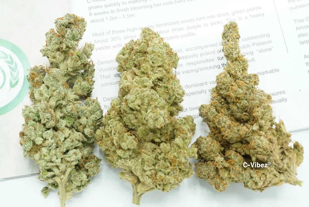 C-Vibez-cannabis-seeds-by-dutch-passion-with-myrcene