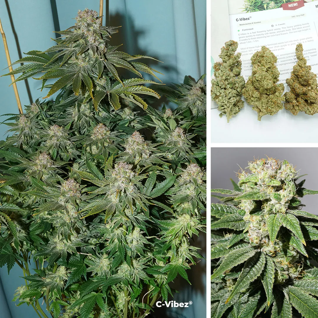 C-Vibez-dutch-passion-seed-company-top-5-super-size-plants